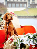 2 Night Festive Break