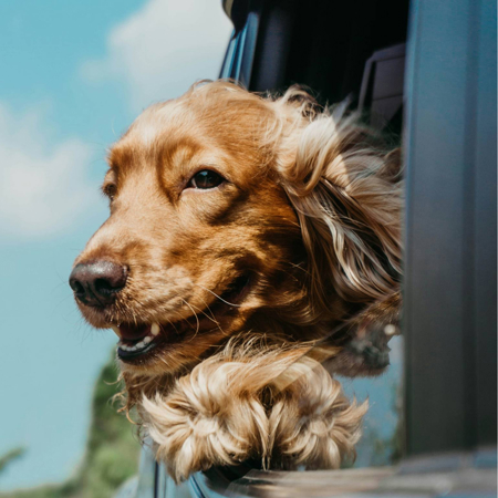 Dog Friendly